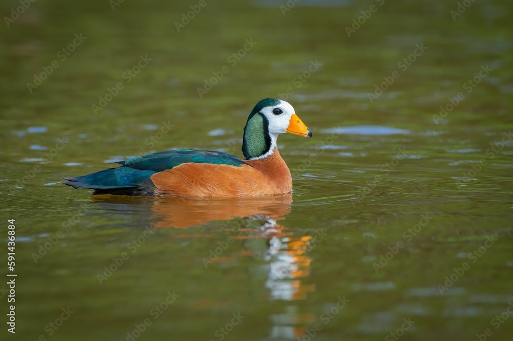 African pygmy goose swimming in water