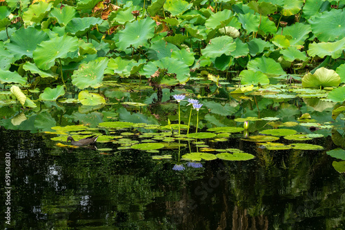 Purple flowering  water lilies  nymphaea nouchali  on garden pond  with reflection