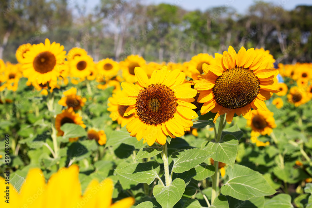 Sunflower field, Beautiful summer landscape. Sunflower field, Beautiful summer landscape.