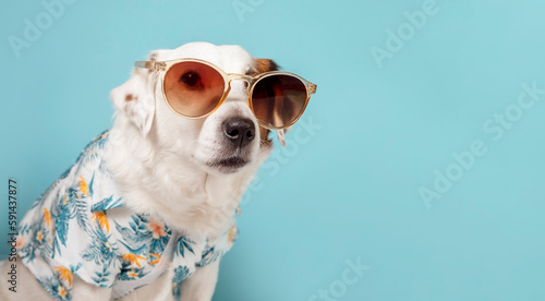 Portrait of a dog with sunglasses and a Hawaiian shirt on a blue background.Banner with space for text . © Наталья Майшева