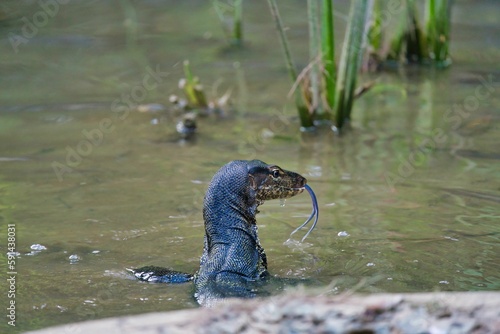 Closeup of an Asian water monitor swimming in a pond, with its tongue out photo