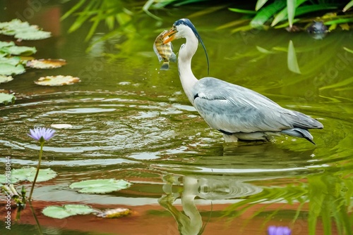Closeup of a Grey heron in a pond, holding a fish in its beak