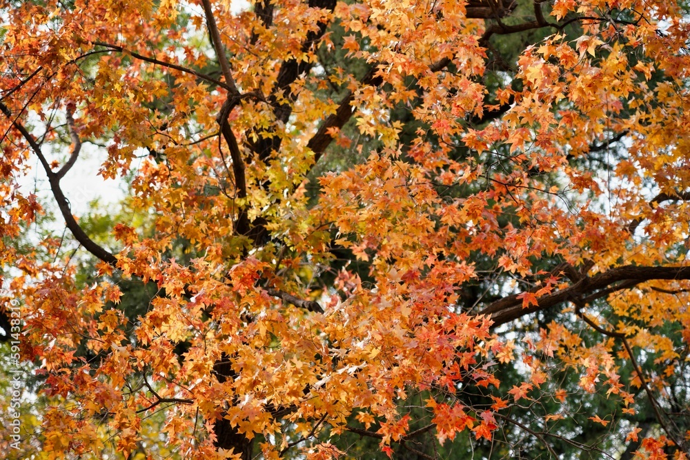 Beautiful view of fall foliage tree leaves Beautiful view of fall foliage tree leaves