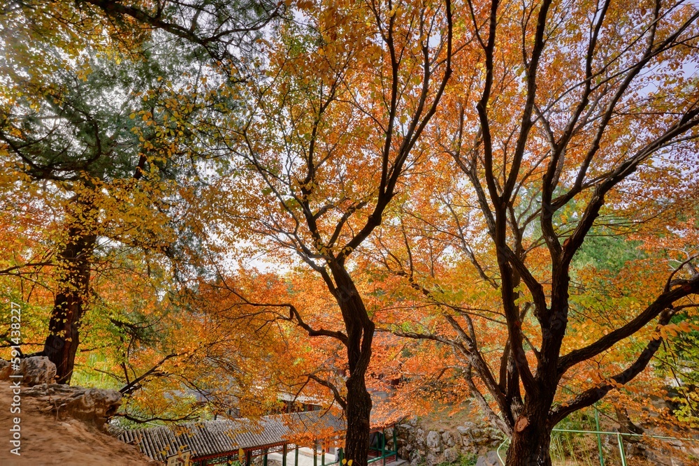Fototapeta premium Beautiful view of fall foliage tree leaves
