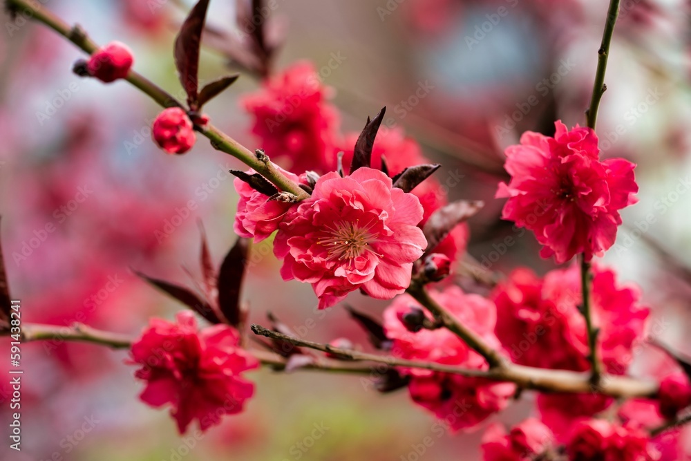 Beautiful view of coral flower in the garden with blurred background Beautiful view of coral flower in the garden with blurred background