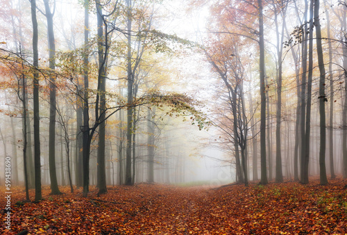 Autumn forest with trees - Fall nature at fog