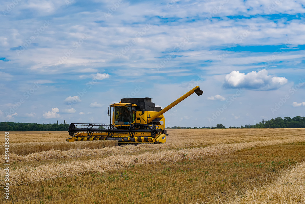 Fototapeta premium Industrial combine harvester gather rioe wheat field. Big farming machine for cereals working in the field.