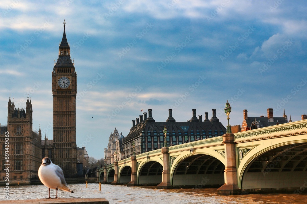 Naklejka premium Amazing shot of a seagull with the Big Ben and Westminster Bridge in the background