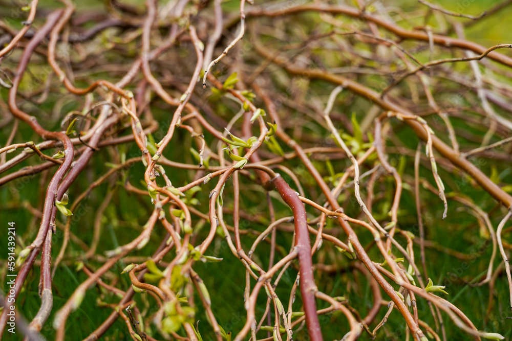 Gebogene Zweige im Gras