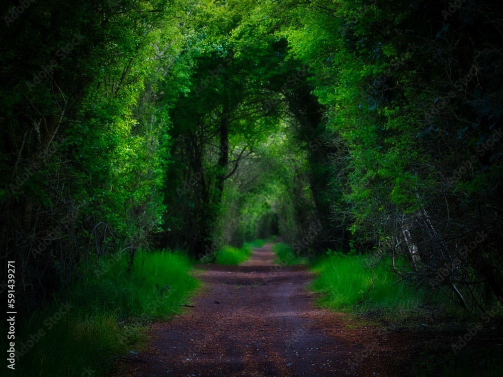 Fototapeta premium Empty path in a forest looking like a tunnel