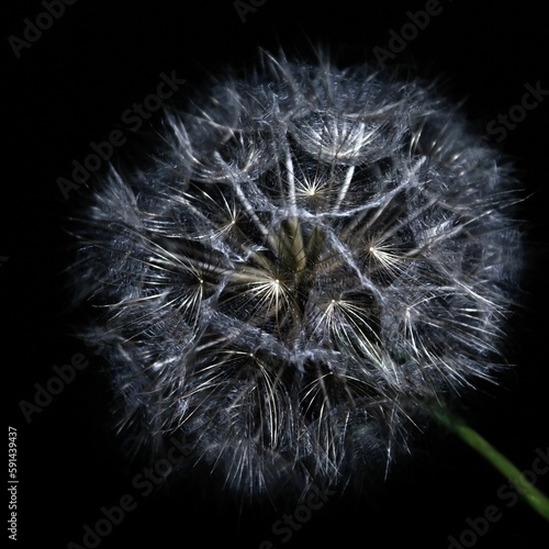 Macro shot of a dandelion on a black background