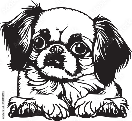 Pekingese face isolated on a white background, SVG, Vector, Illustration.	