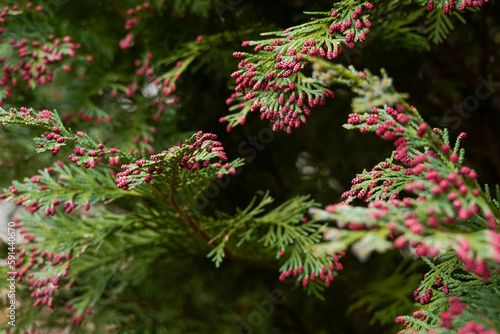 Tannenzweige mit roten Knospen