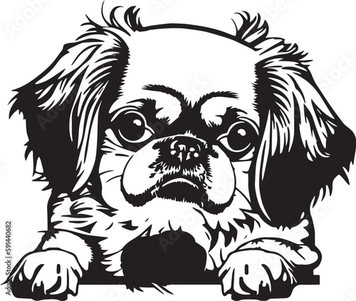 Wallpaper Mural Pekingese face isolated on a white background, SVG, Vector, Illustration.	 Torontodigital.ca