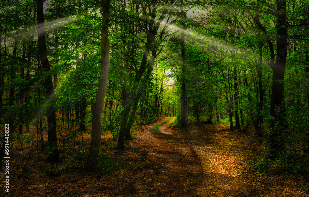 Obraz premium Broad leaf trees forest at spring daylight