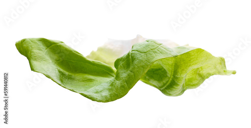 Liść sałaty wyizolowany na białym tle photo