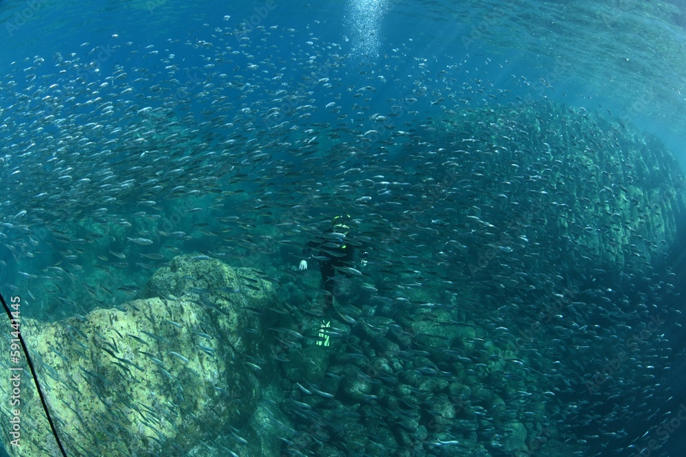View of fish swimming in water