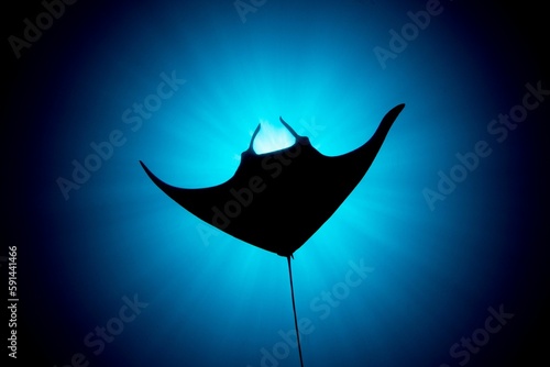 Silhouette of a Giant oceanic manta ray