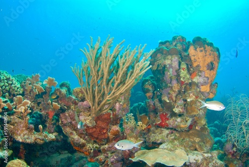 Closeup of coral reef in the ocean