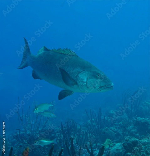 Closeup of a Hyporthodus nigritus, the Warsaw grouper underwater