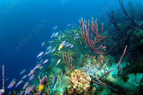 Closeup of parrot fish swimming among ocean plants underwater