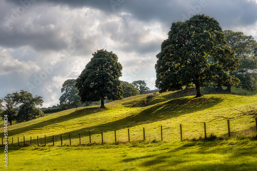 Fototapeta Naklejka Na Ścianę i Meble -   Trees in late afternoon sun near Tarn Hows, Lakes District, England