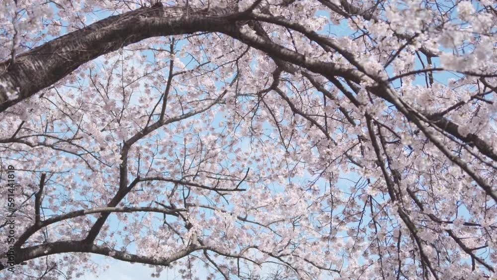 晴天の日満開の桜の木をくぐる 晴天の日満開の桜の木をくぐる