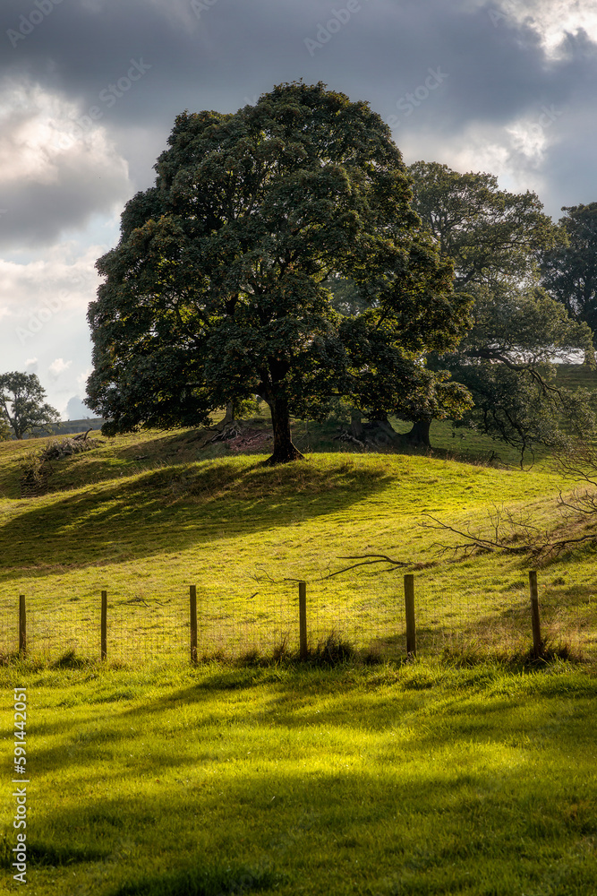 Fototapeta premium Trees in late afternoon sun near Tarn Hows, Lakes District, England