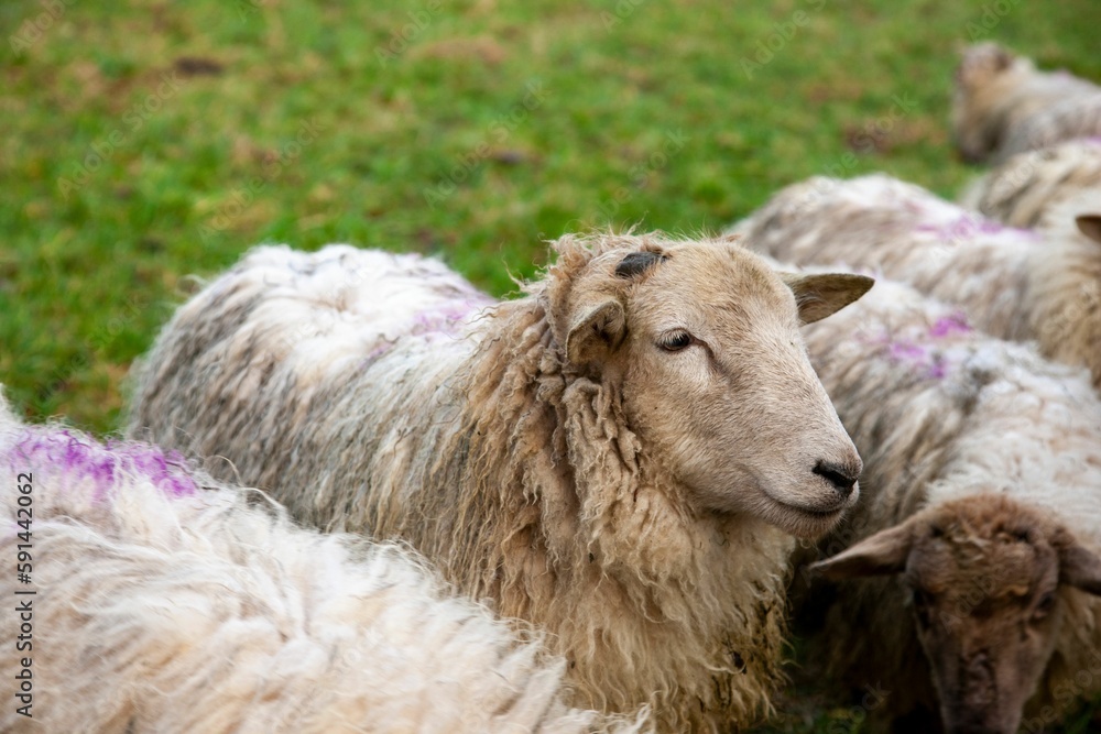 Closeup of sheep in a green field at a farm Closeup of sheep in a green field at a farm