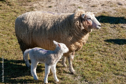 Closeup of a sheep and a lamb next to each other standing on a green field