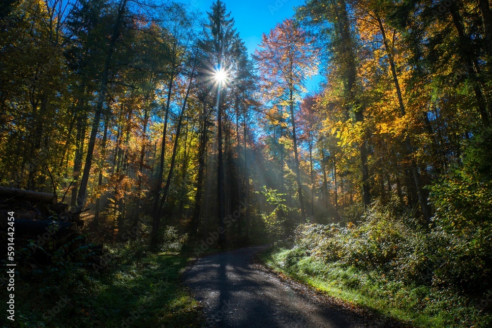 Obraz premium Beautiful view of autumn trees in the forest during sunrise