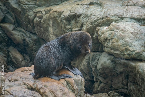 Canvas Print New Zealand fur seal (Arctocephalus forsteri) baby sitting on a rock