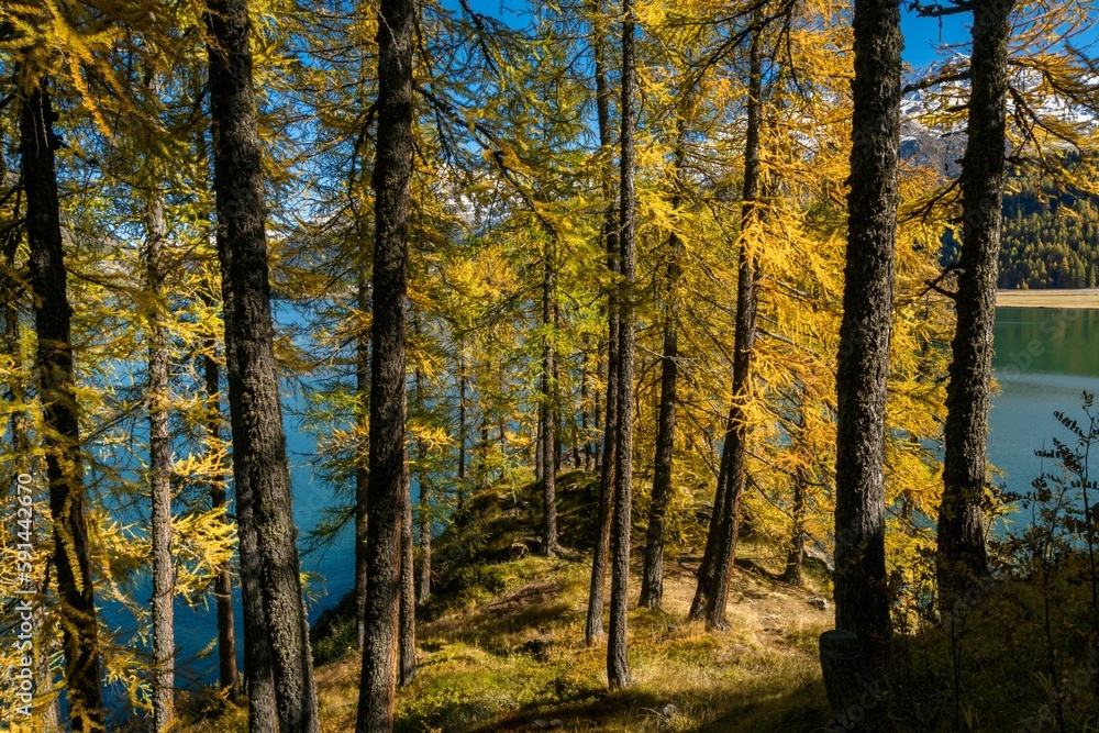 Lake surrounded y dense trees