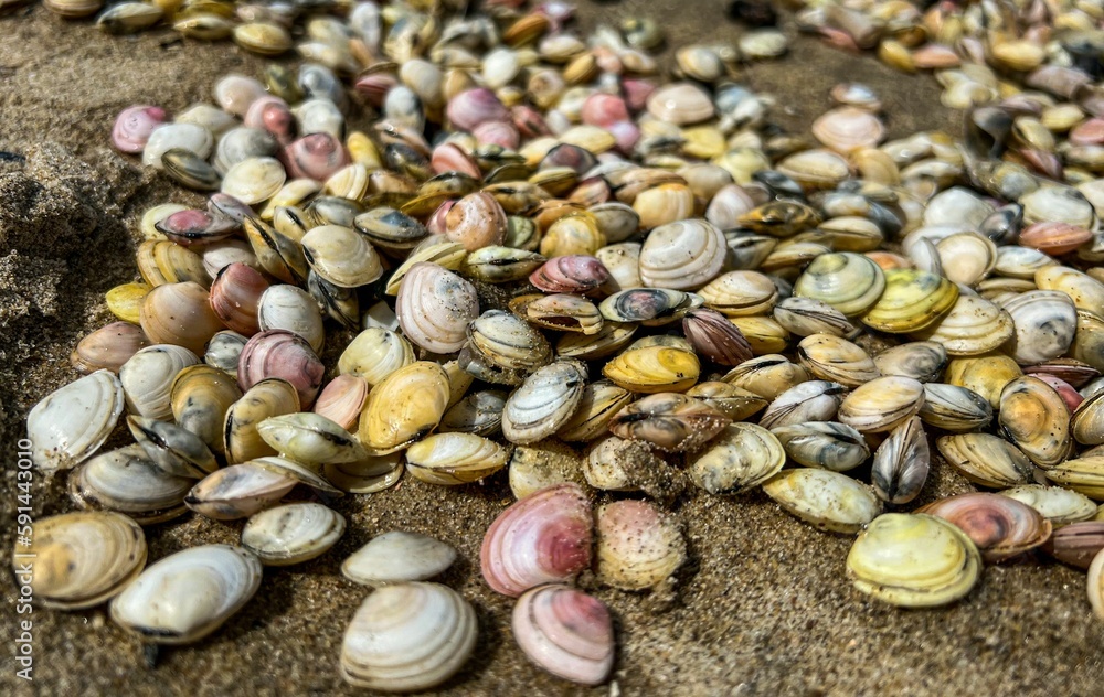 Closeup of tiny colorful Shellfish on the wet sandy beach