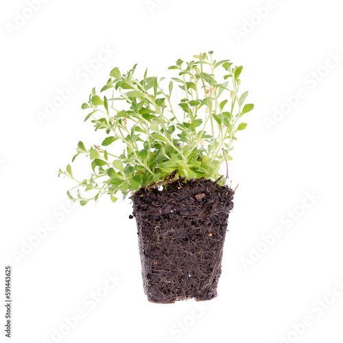 Decorative plant with roots isolated on white background