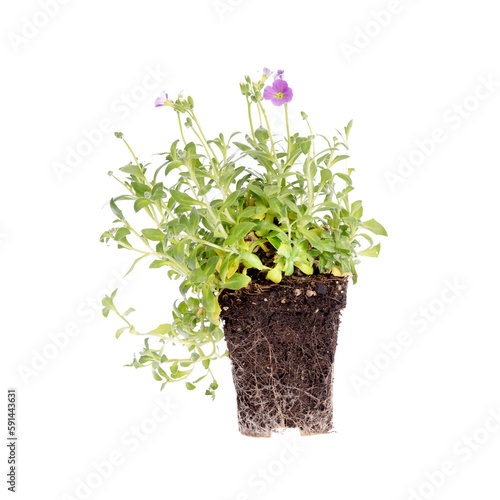 Decorative plant with roots isolated on white background