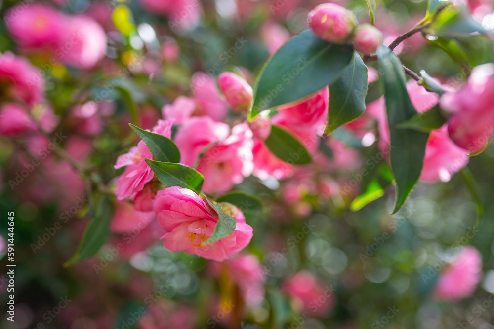 Japanese Camellia flowers, Camelia Japonica in the springtime garden with nice bokeh background Japanese Camellia flowers, Camelia Japonica in the springtime garden with nice bokeh background