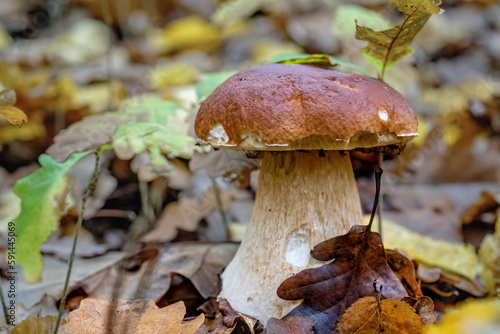Large porcini mushroom close-up in the autumn forest. Insects hide under a hat from the rain