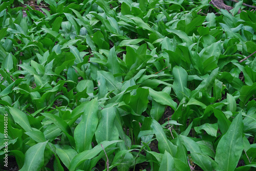Green carpet of Allium ursinum leaves. Wild edible plant known as wild garlic, ramsons, buckrams, bear leek or bear's garlic