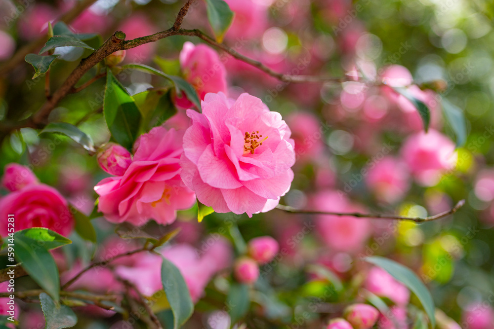 Japanese Camellia flowers, Camelia Japonica in the springtime garden with nice bokeh background