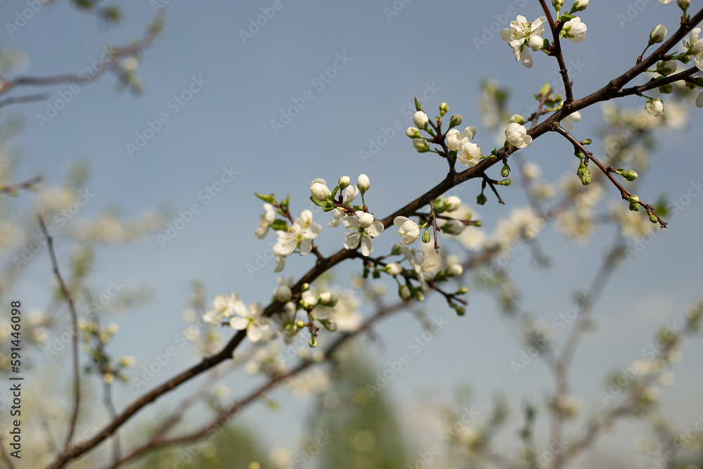 Blooming apple tree close-up, background blue sky