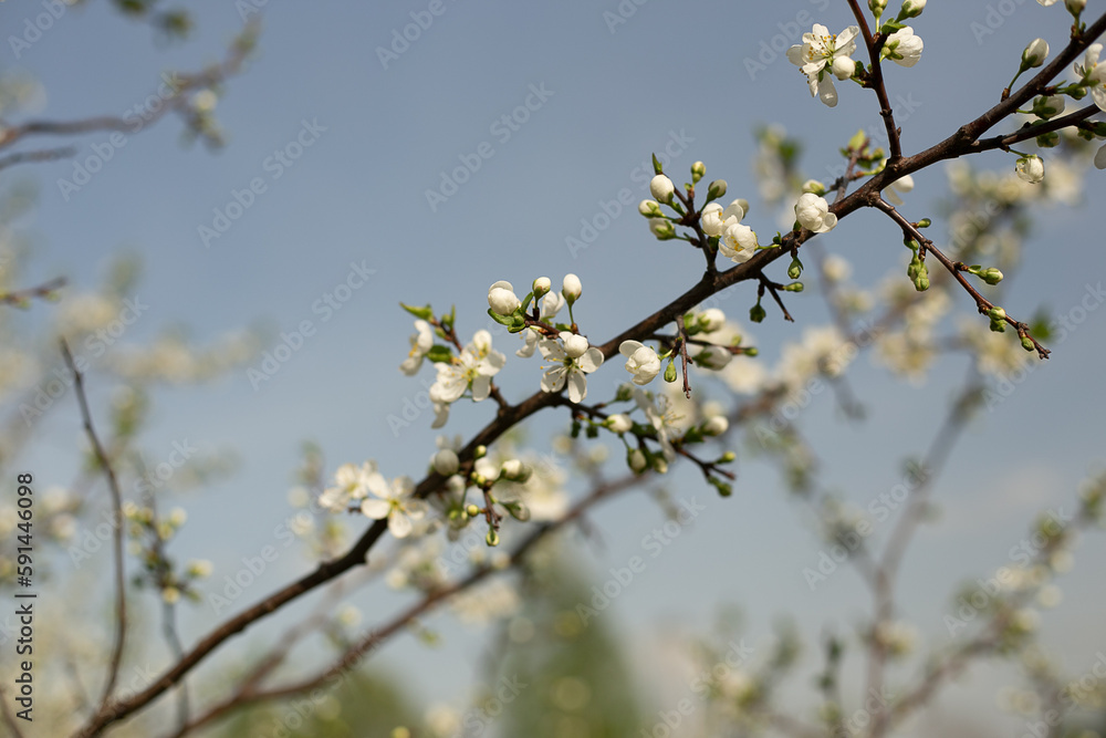 Blooming apple tree close-up, background blue sky Blooming apple tree close-up, background blue sky