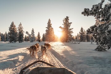Fotobehang Wintersport Husky safari door Fins Lapland  © Albert Casanovas/Wirestock Creators