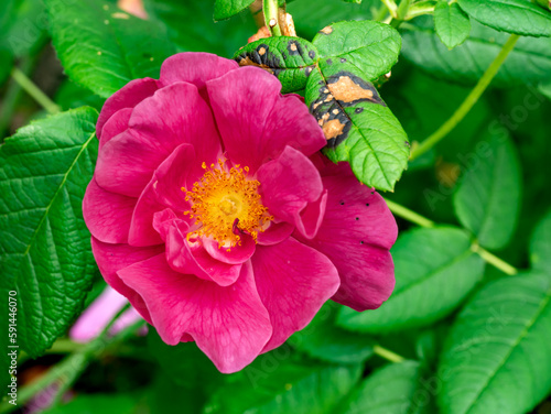 French rose, Rosa gallica photo