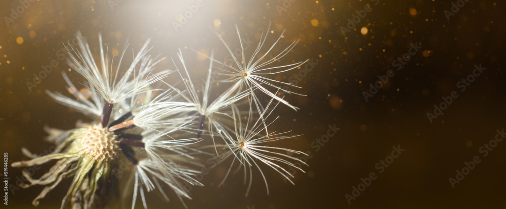 Close-up image with a white dandelion fluff on a dark background.