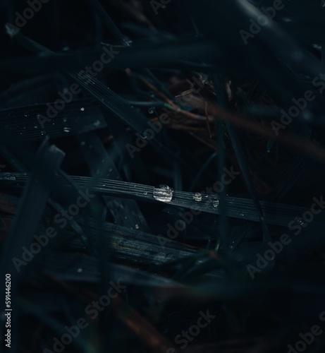 Closeup shot of dew droplets on a grass blade