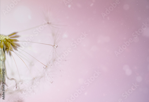 Dandelion fluff close-up. Macro photography.