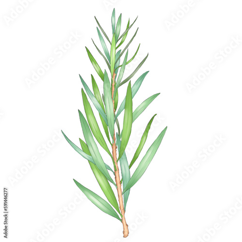 tea tree leaves illustration isolated on white background