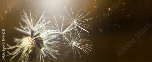 Close-up image with a white dandelion fluff on a dark background.