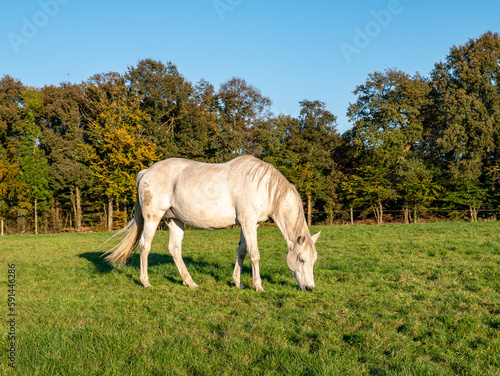 Grazing white mare horse in meadow near town of Ootmarsum, Overijssel, Netherlands